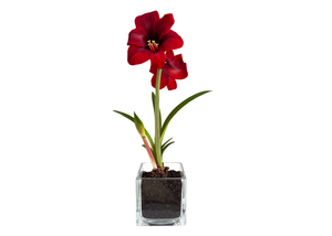 Gift Wrapped Amaryllis Bulb