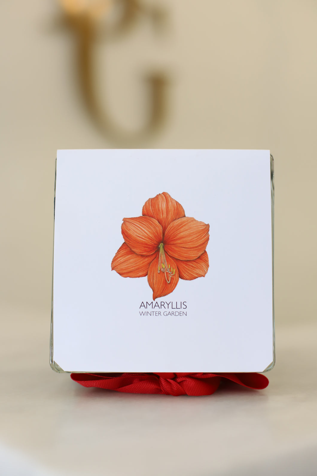 Gift Wrapped Amaryllis Bulb