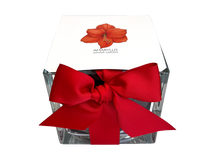 Gift Wrapped Amaryllis Bulb